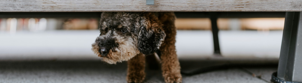 A small poodle breed dog hiding under a bench