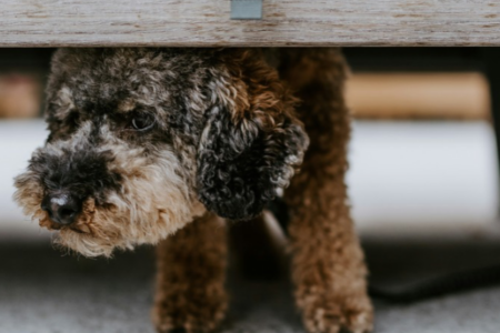 A small poodle breed dog hiding under a bench