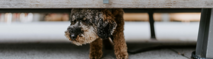A small poodle breed dog hiding under a bench