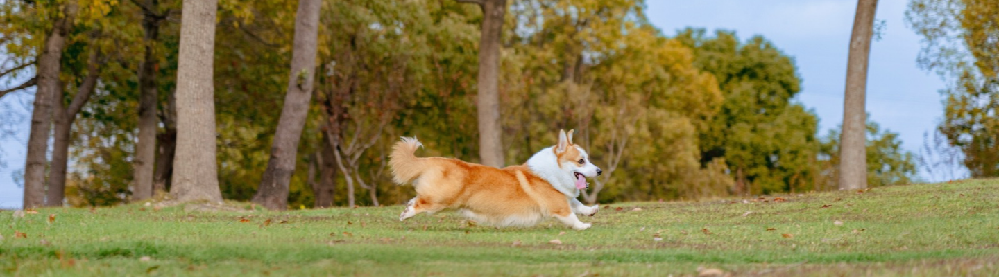5 Reasons to Prioritize Your Dog’s Muscle Health