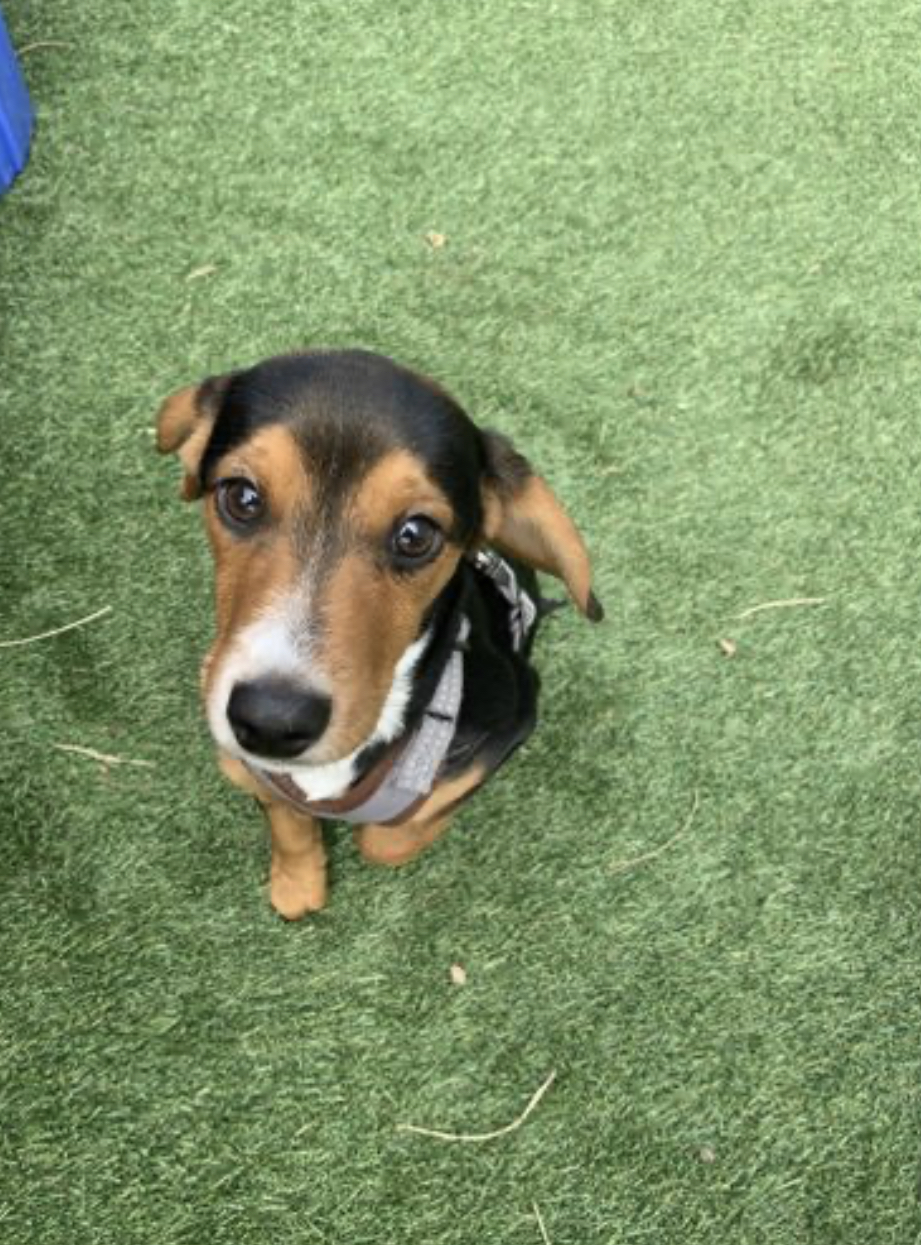 Dog Daycare, Spa, Boarding Highlands Ranch Dogtopia Highlands Ranch