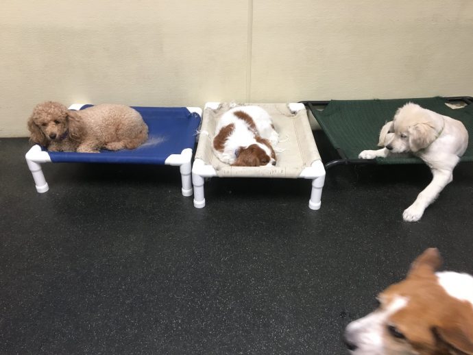 Dog Daycare, Boarding, Spa Middleton Dogtopia of Madison West