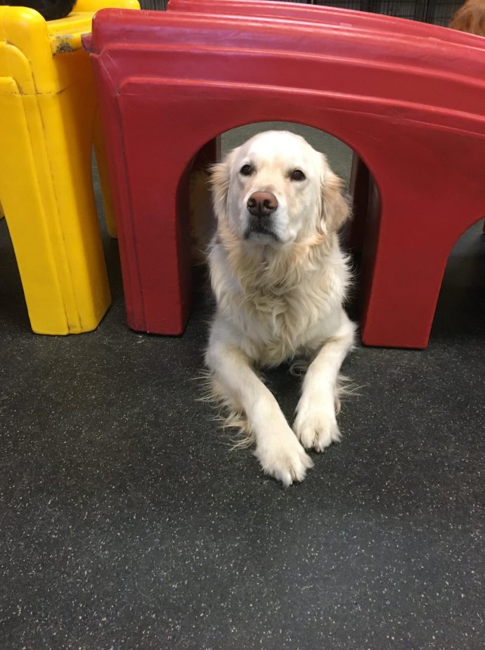 Dog Daycare, Boarding, Spa Middleton | Dogtopia of Madison West