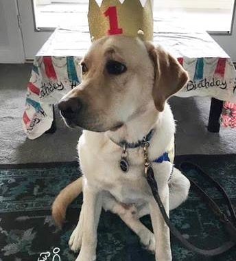 Labrador Mix named Niner wearing a birthday crown to celebrate 1st birthday