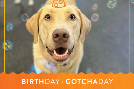 Yellow lab with party hat graphic