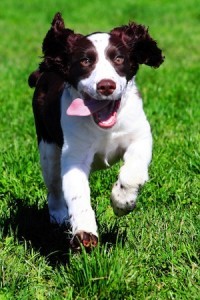 happy dog running while doing dog boarding at Dogtopia of Lafayette