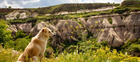 dog-friendly day trip hiking in mountain top field