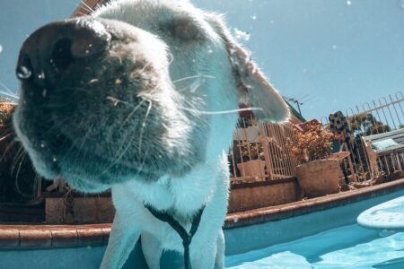 white-and-brown-short-coated-dog-in-swimming-pool-during-daytime-summer