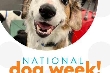 National Dog Week at Dogtopia