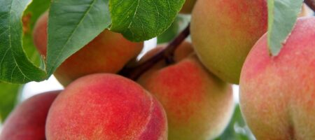 peaches on the tree Lafayette Peach Festival