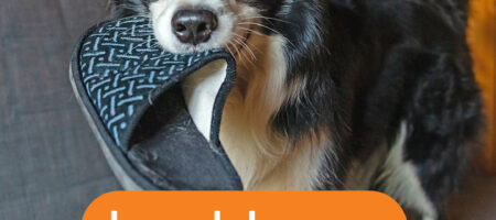 i need daycare cute dog with slipper in his mouth dogtopia