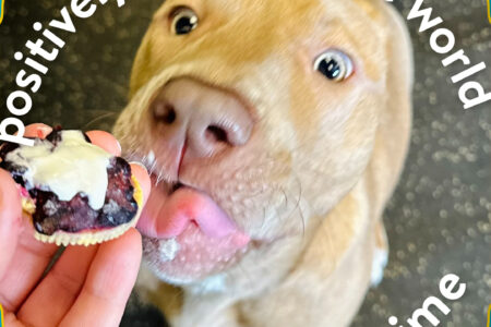 Pies for a cause pi day dogtopia