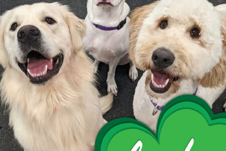 saint patrick's day photos at dogtopia