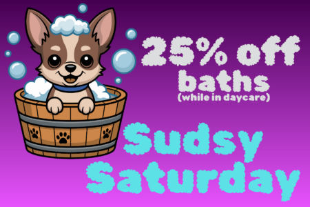 Sudsy Saturday 25% off baths for daycare dogs