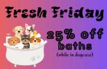 fresh friday discount baths for daycare dogs at dogtopia lafayette