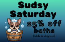 sudsy saturday 25% off