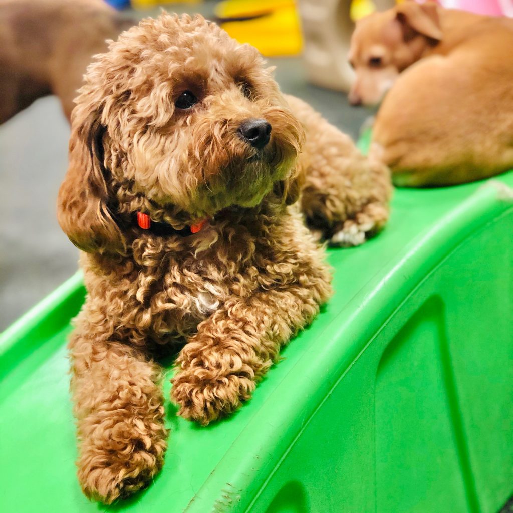 Dog Daycare, Spa, Boarding North Austin Dogtopia North Austin