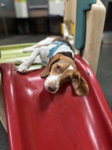Lola relaxing in the toybox