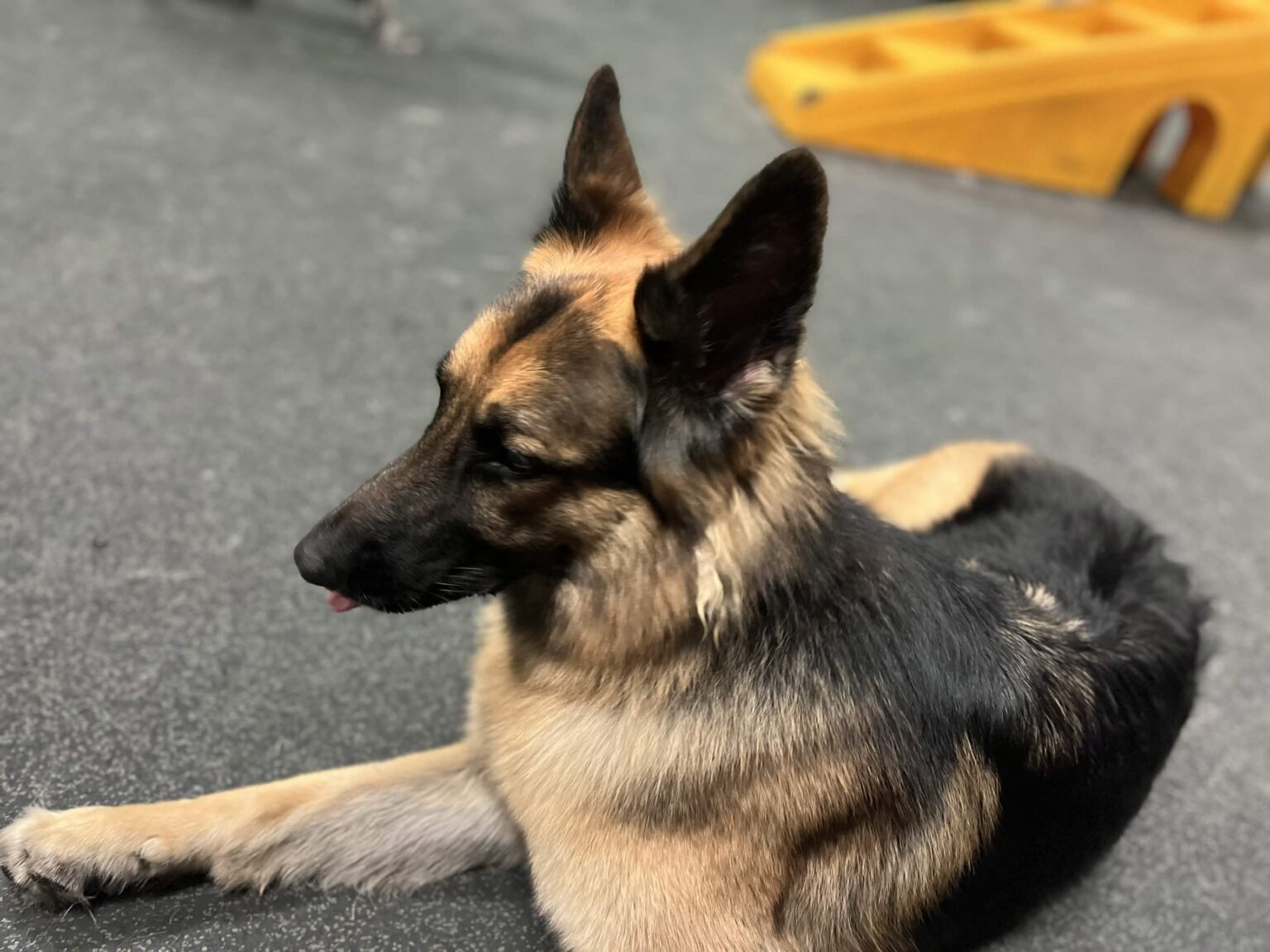 Shepherd relaxing in the Gym.