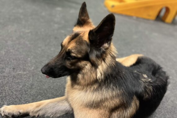 Shepherd relaxing in the Gym.