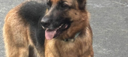 Good looking Shepherd