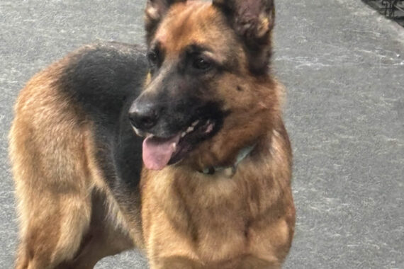 Good looking Shepherd