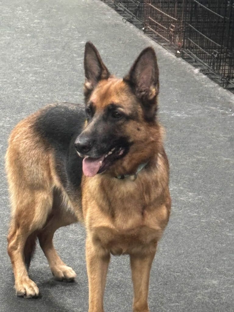 Good looking Shepherd
