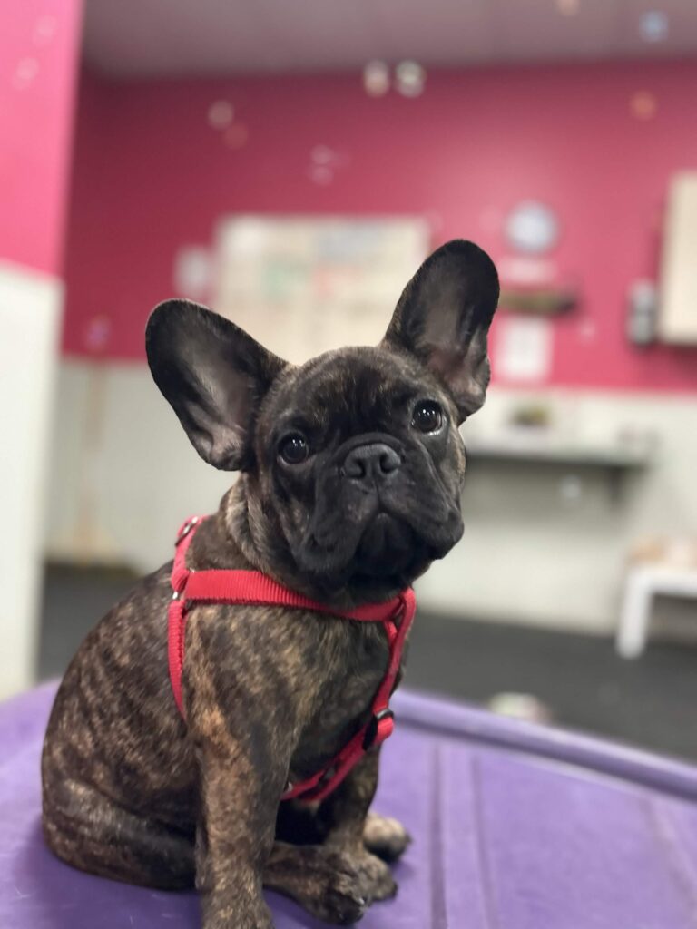 Cuteness in the Lounge