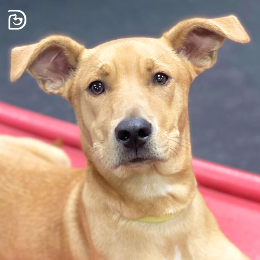 Dog Daycare, Boarding, Spa Wilmington Dogtopia Wilmington