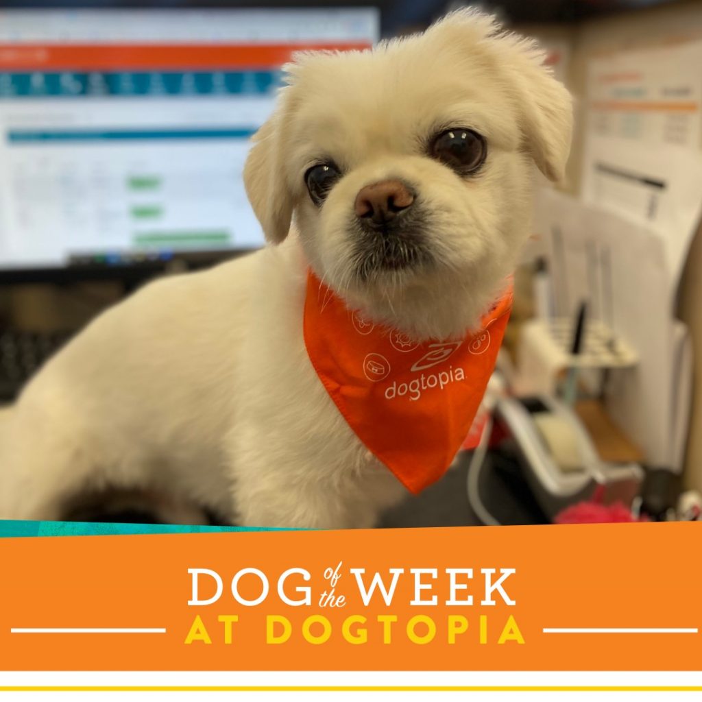 Dog Daycare, Boarding, Spa Wilmington Dogtopia Wilmington