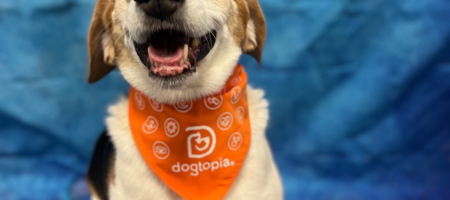 Dogtopia of Wilmington