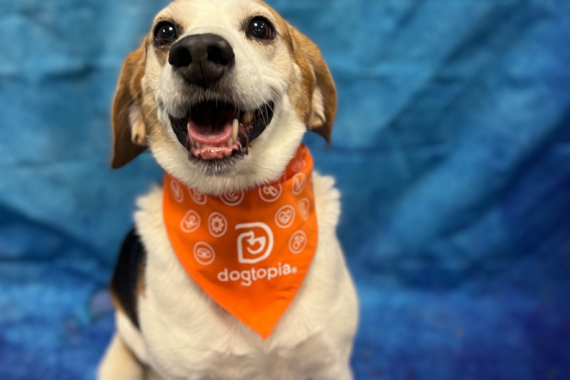 Dogtopia of Wilmington