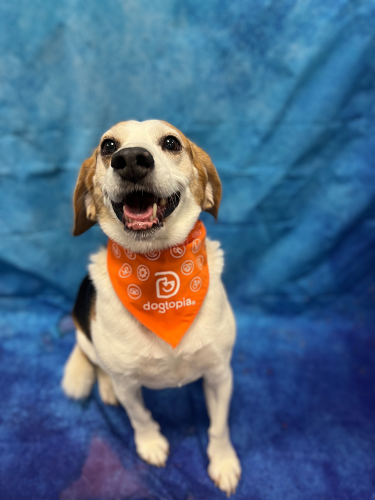 Dogtopia of Wilmington