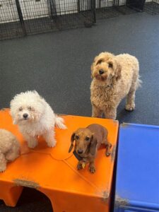 Daycare at Dogtopia of Wilmington