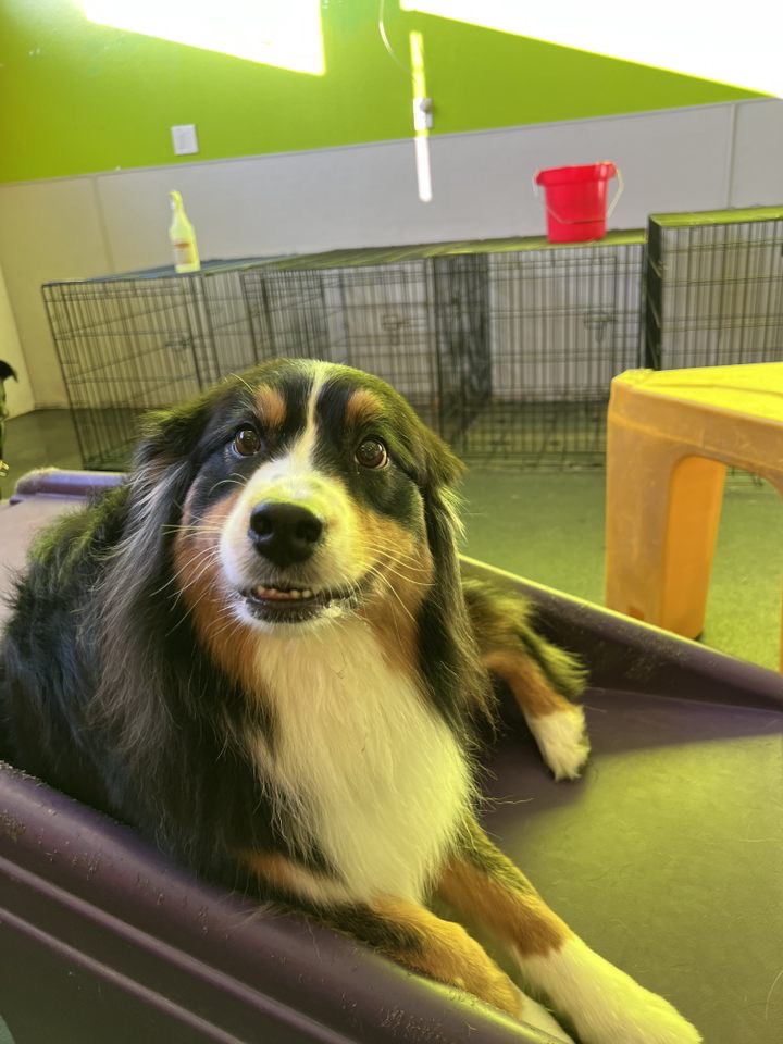 Happy Dog