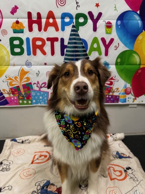 Birthday Dog