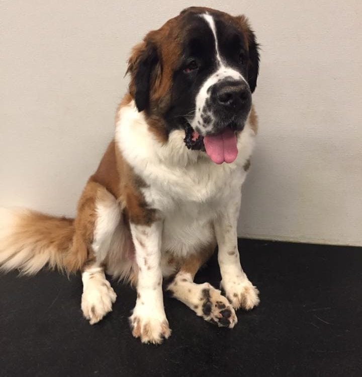 diy self serve dog wash in utica mi for large breed dogs