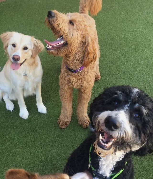 puppy socialization utica mi