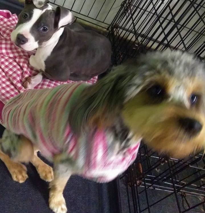 puppy daycare near me in utica mi
