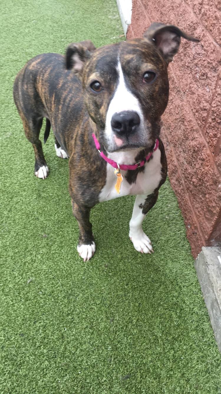 Watch Your Dog on a cam Dogtopia Utica