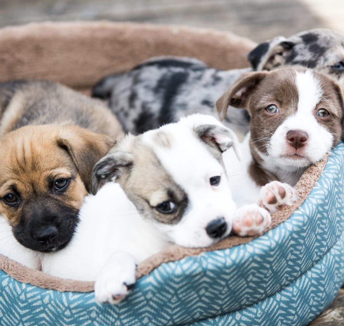 Calling all COVID Puppies and Doggies! Utica