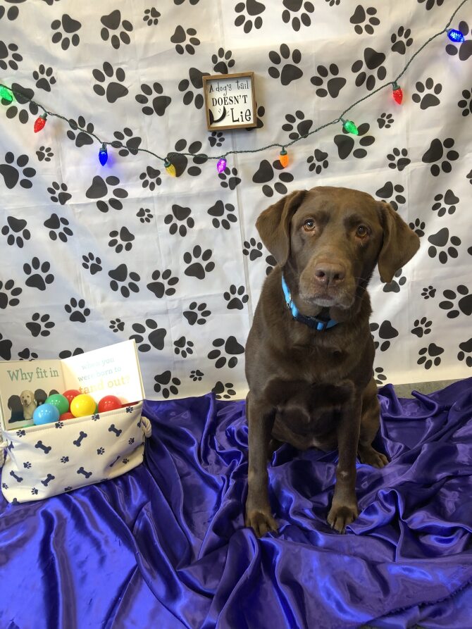 Dog Daycare, Spa, Boarding Utica Dogtopia Utica