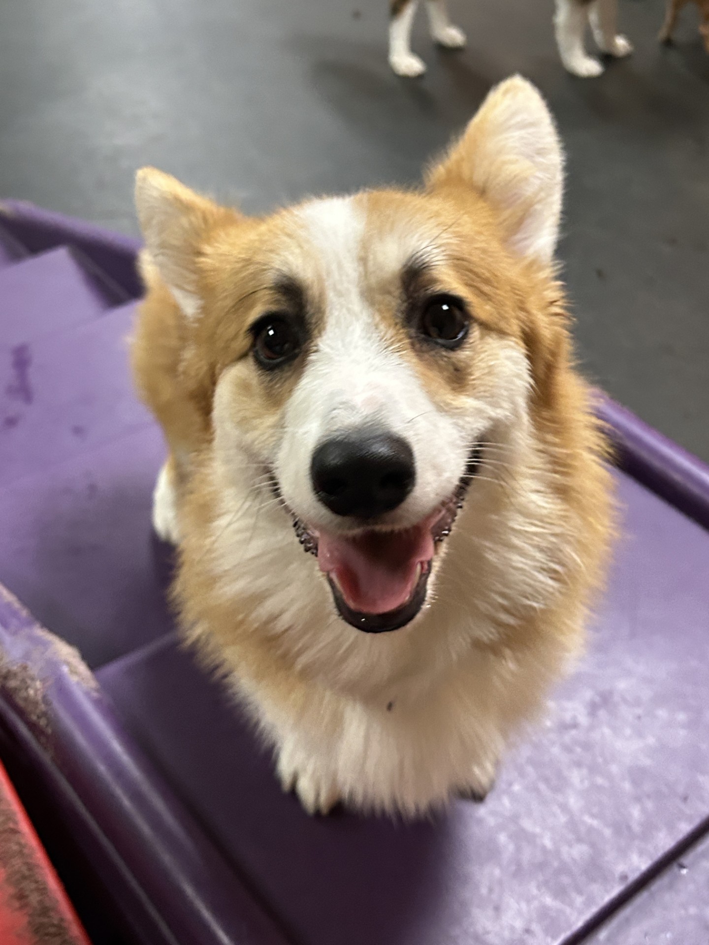 Dog Daycare, Spa, Boarding Utica Dogtopia Utica