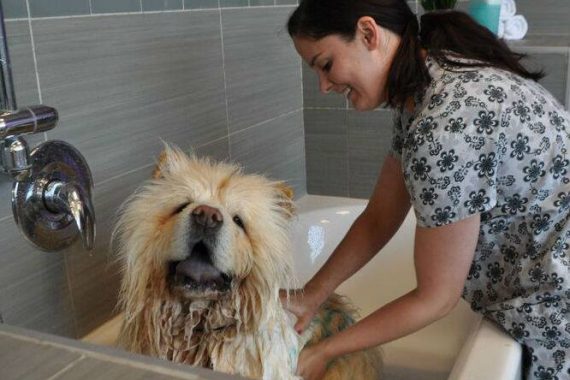 A dog getting groomed at Dogtopia's spa!