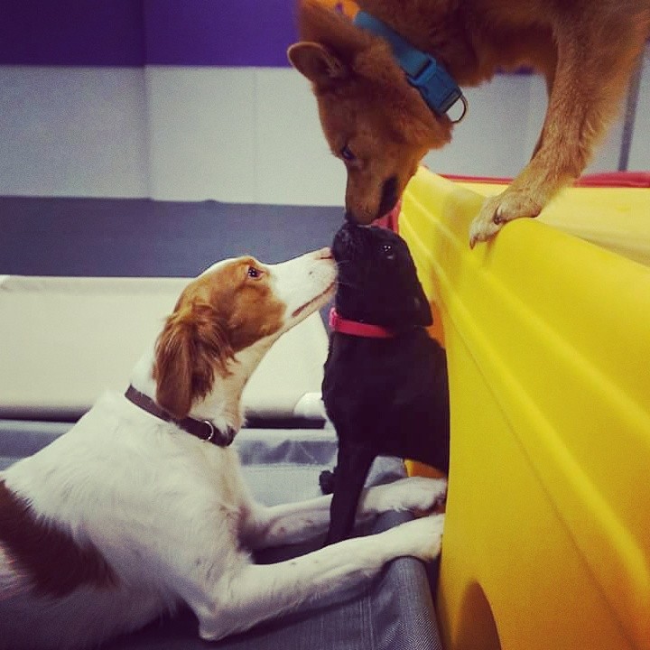 Does your dog need daycare? Meadowvale