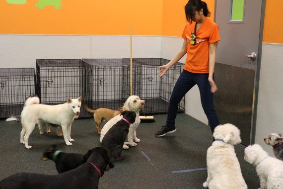 We practice door control at our Dogtopia daycares!