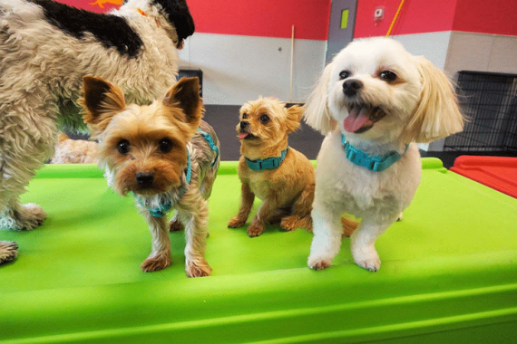 Happy smiles from the Dogtopia Meadowvale Romper playroom while the dogs play and socialize!