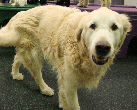 Golden Retriever at play in Dogtopia Mississauga