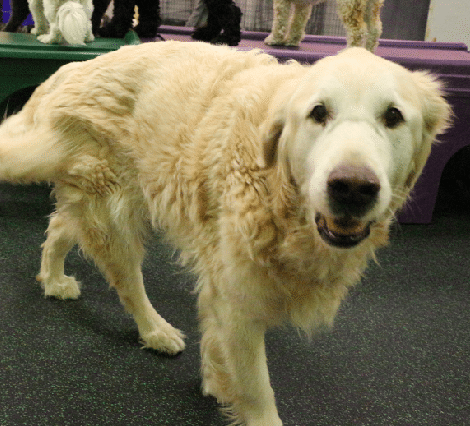 Golden Retriever at play in Dogtopia Mississauga