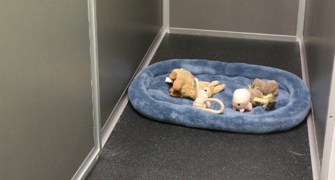 Dog bed in the Dogtopia suites